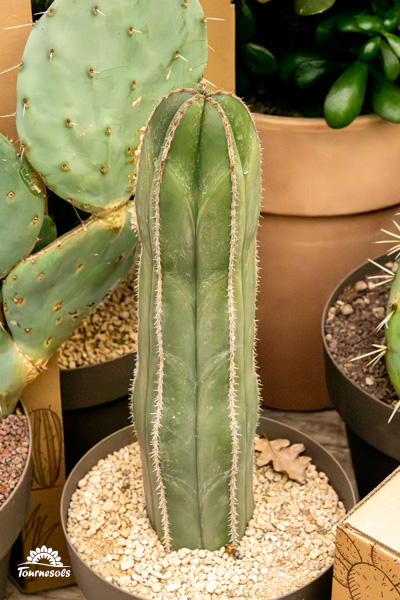 Cactus marginatocereus marginatus, une plante succulente originale et rare.
